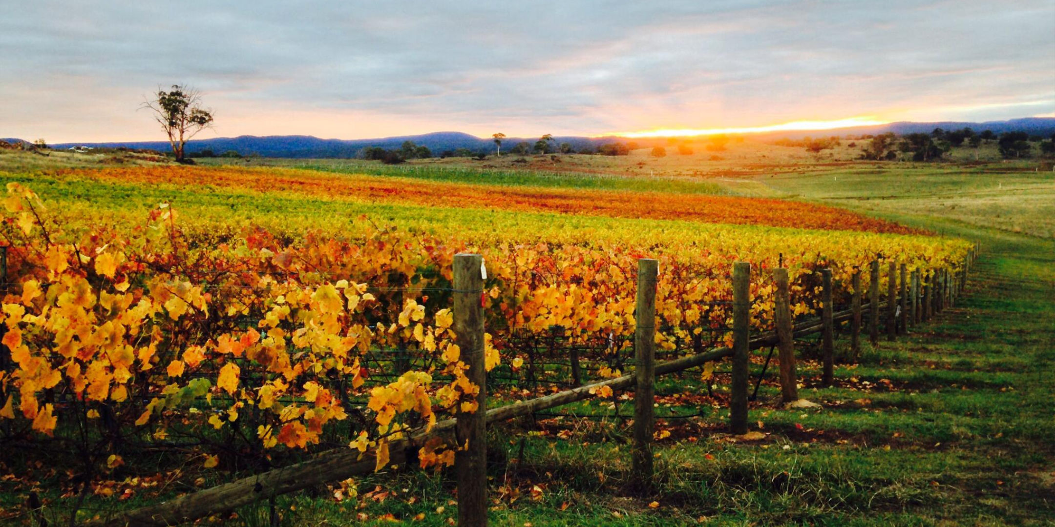 Image of Milton Vineyard