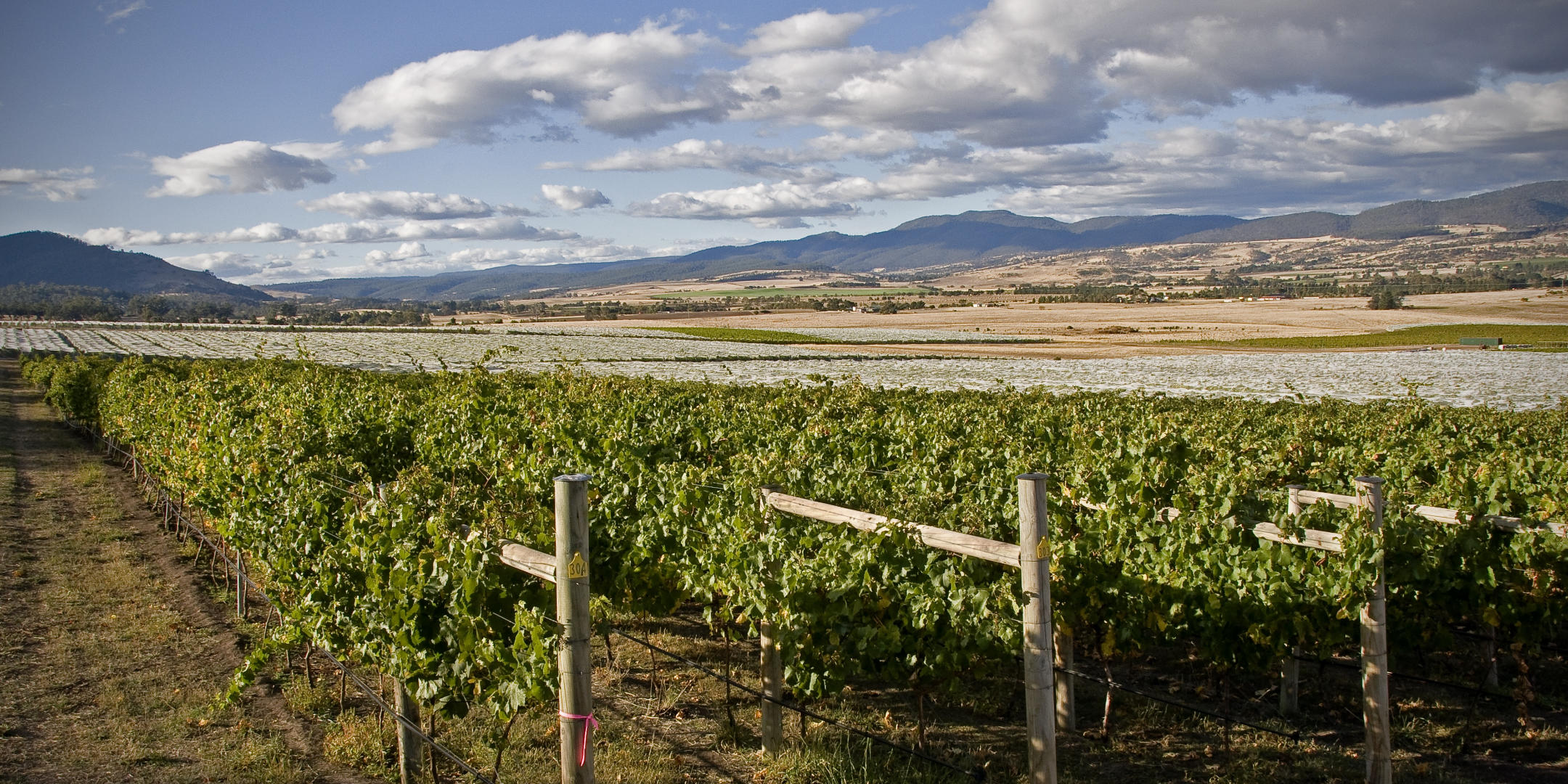 Image of Nocton Vineyard