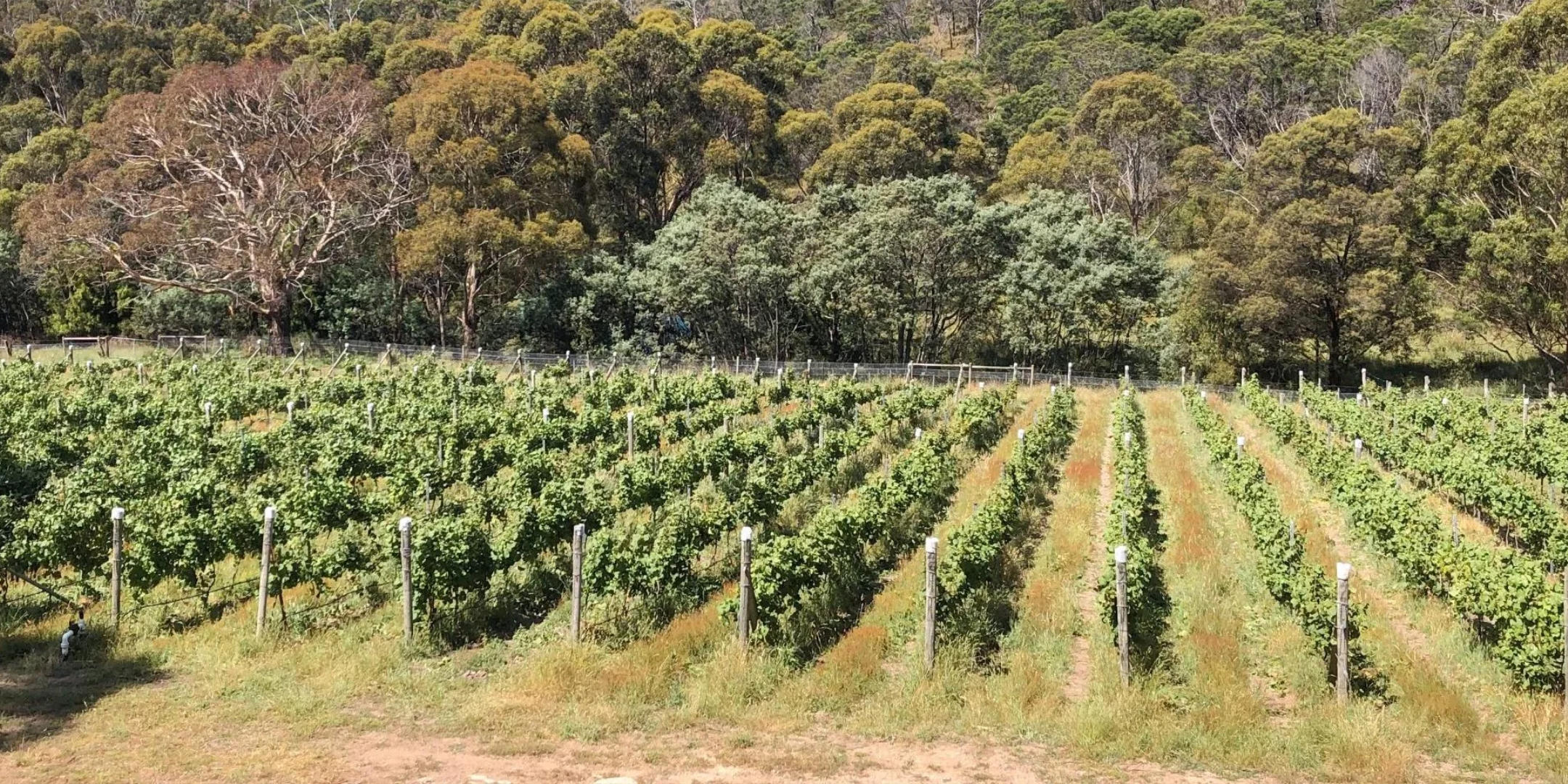 Image of Observatory Hill