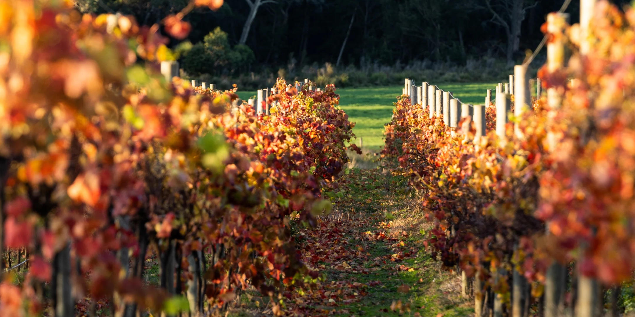 Image of Oxberry Vineyard