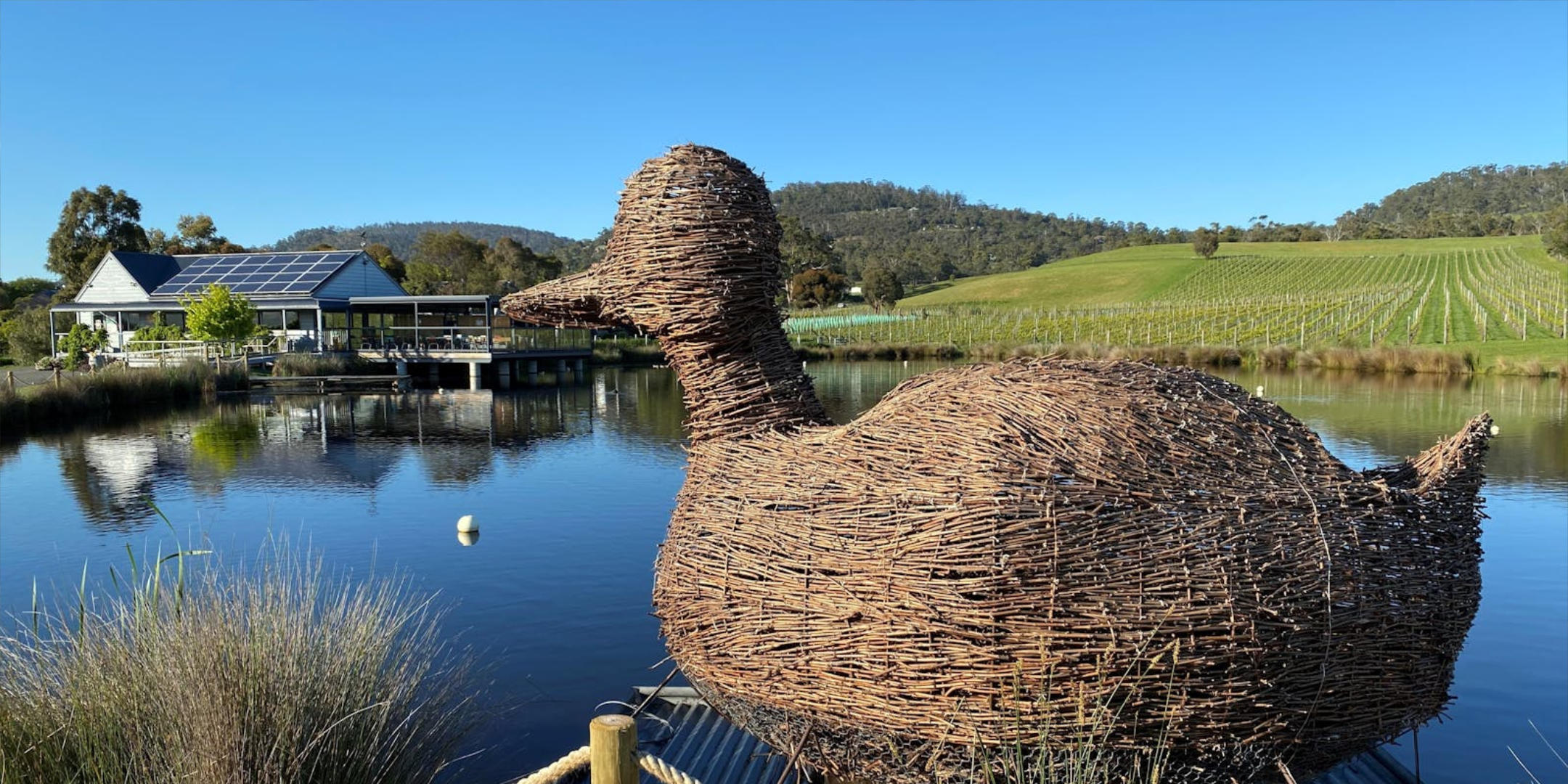 Image of Puddleduck