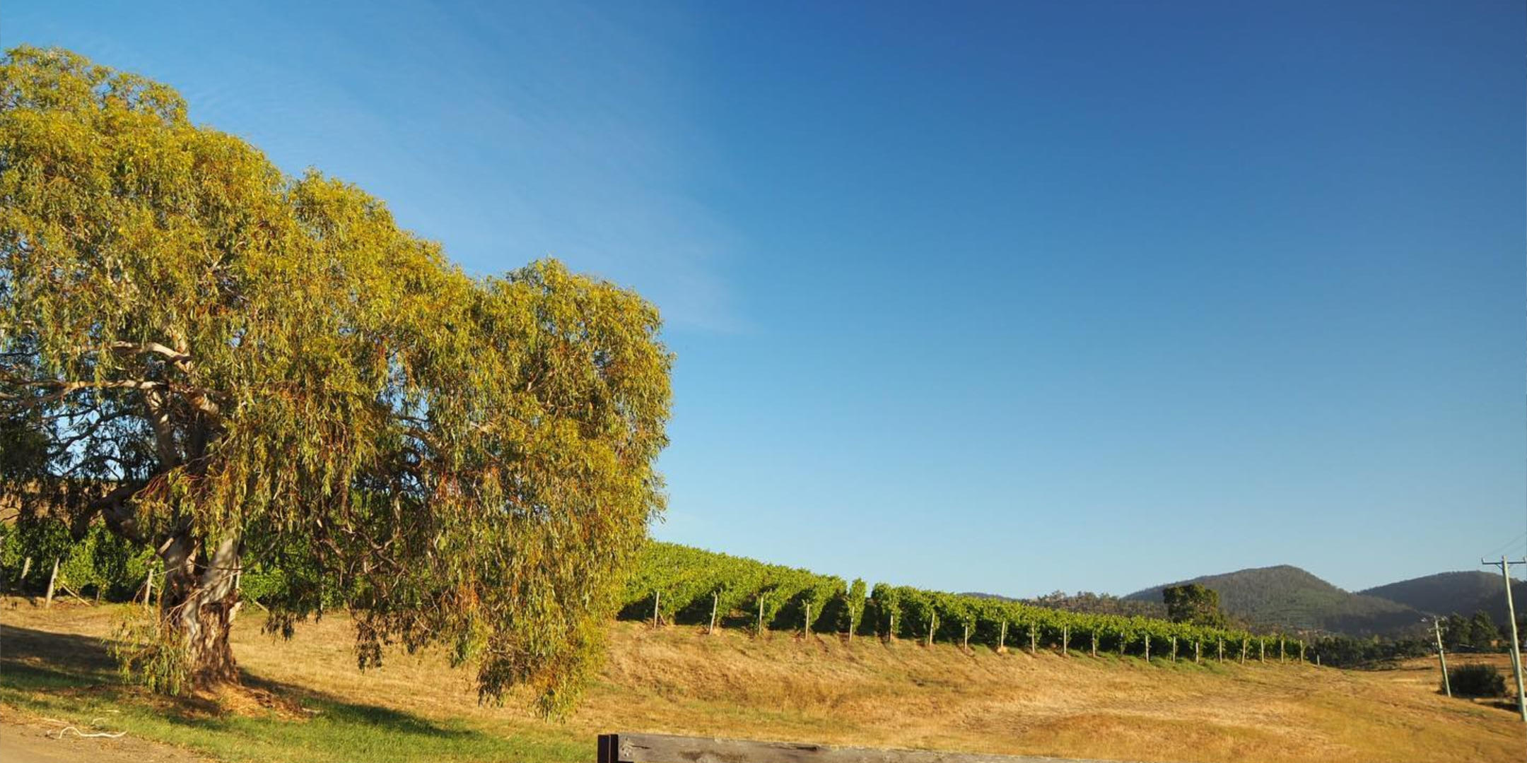 Image of Third Child Wine